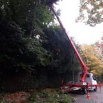 Project Sittard Boomverzorging Snoeien