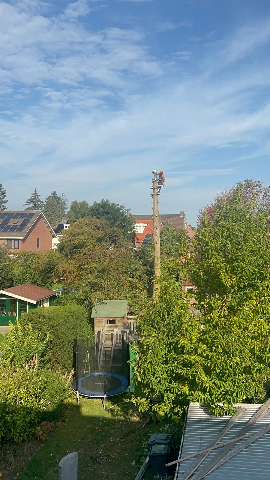 Project Stein Boom Verwijderd Terras Geplaats 2