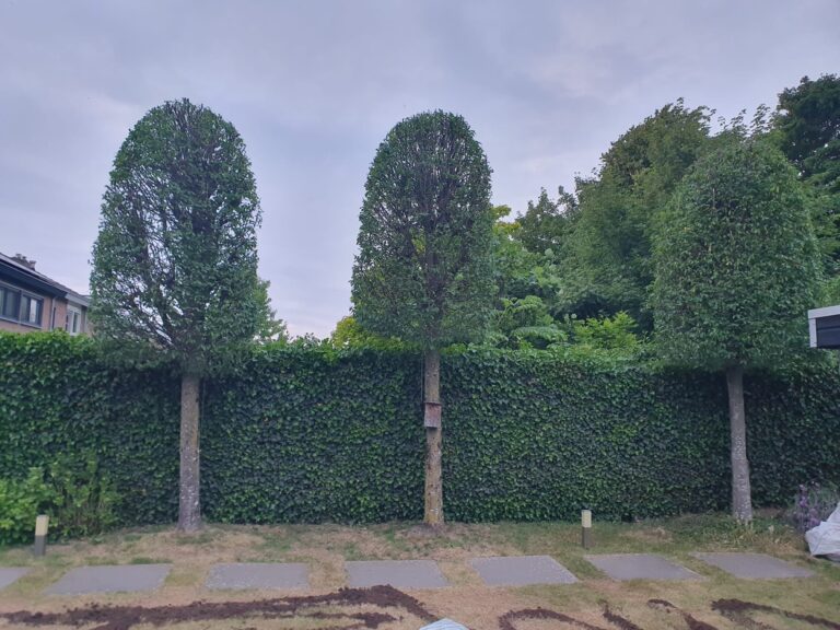 Afbeelding zonder ALT