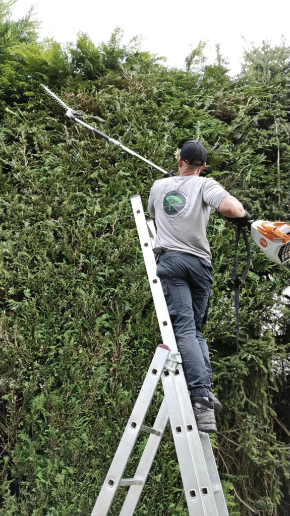 Boomverzorger Maastricht, Rosatuinen bomen snoeien