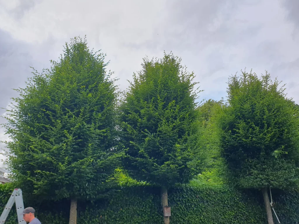 Boomonderhoud Ulestraten met professionele werkwijze